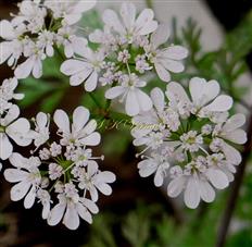 Umbellule